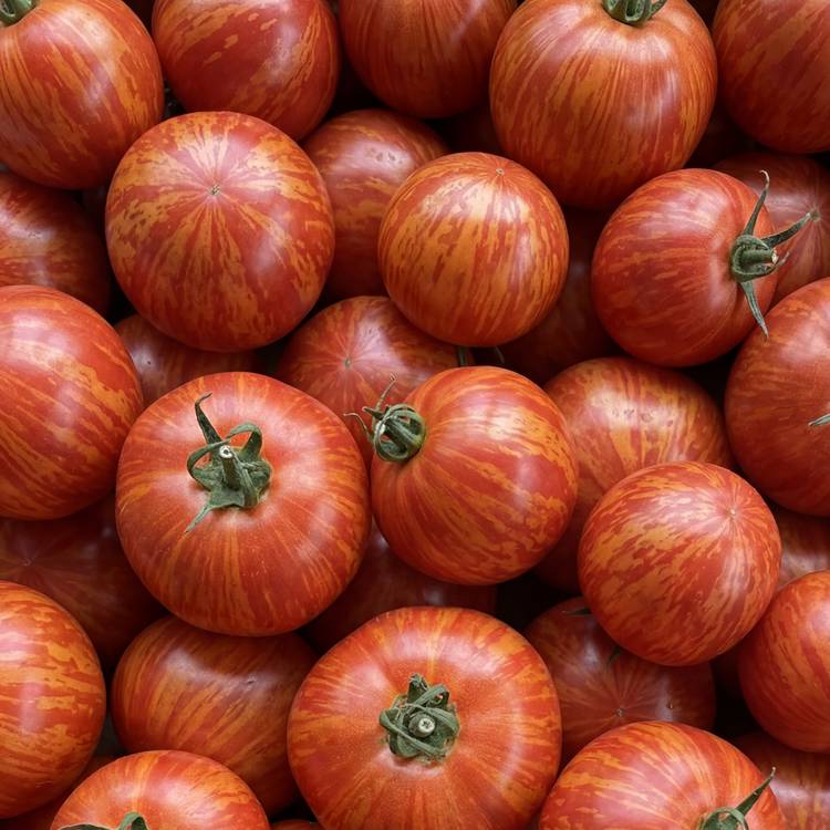 La Tomate redzebra BIO