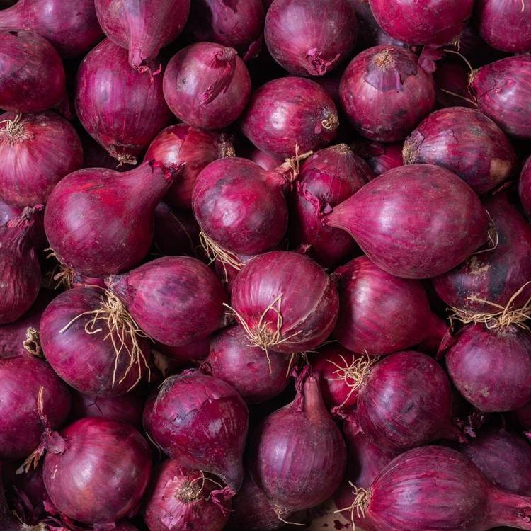Oignon rouge BIO