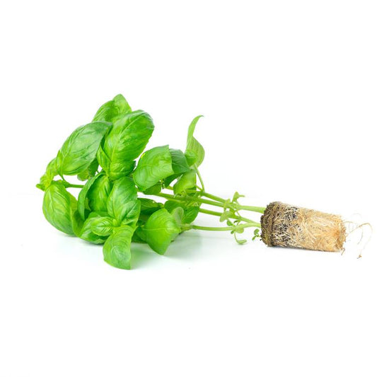 Le Basilic en motte