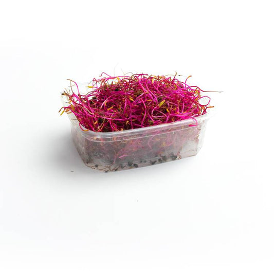 Les Graines germées de betteraves rouges HVE