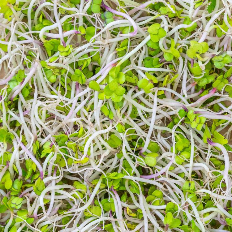 Les Graines germées d'alfalfa
