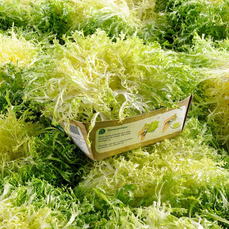 La Salade frisée fine (petit calibre)