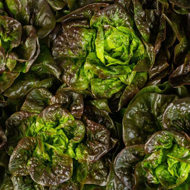 La Salade rougette