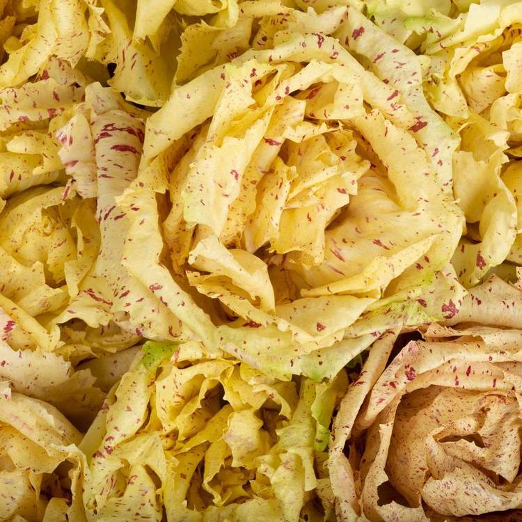 La Salade castelfranco