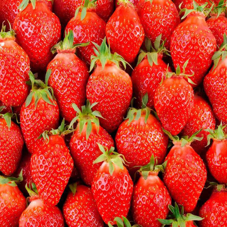La Fraise gariguette