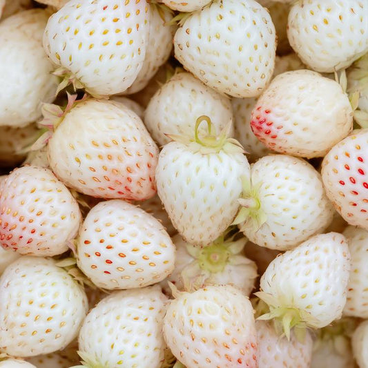La Fraise blanche