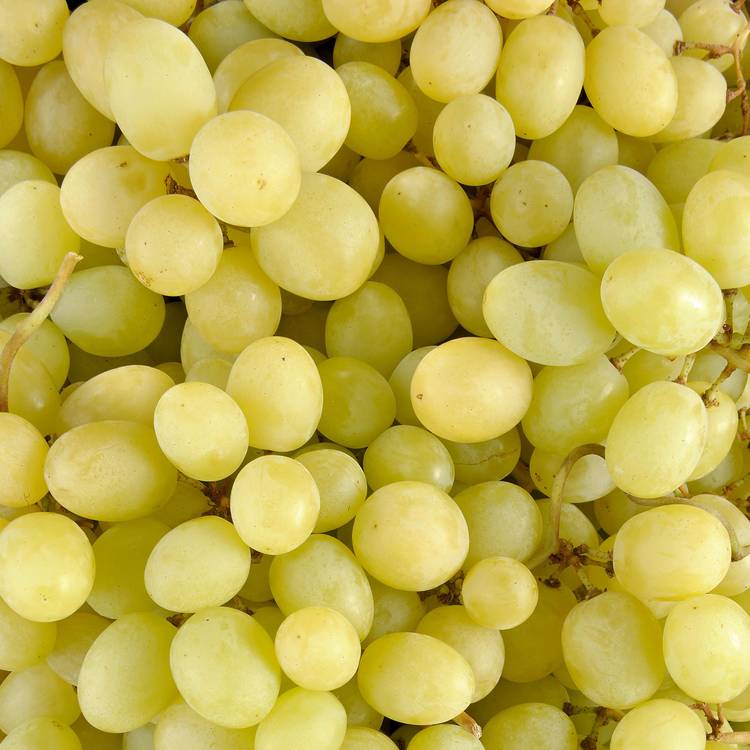 Le Raisin blanc sans pépin