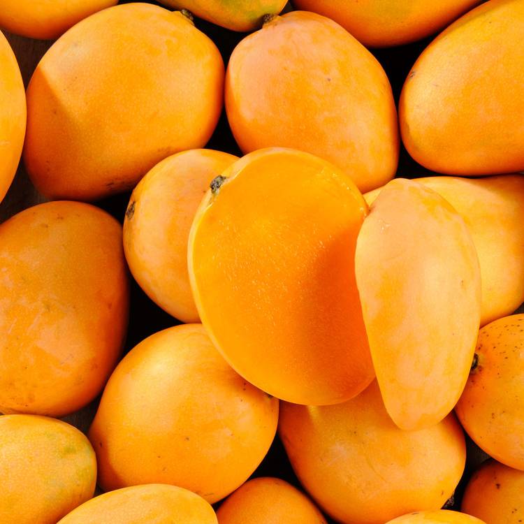 La Mangue exotique