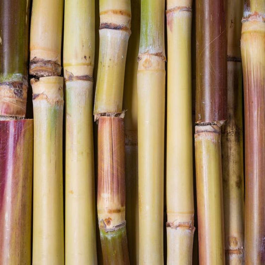 La Canne à sucre