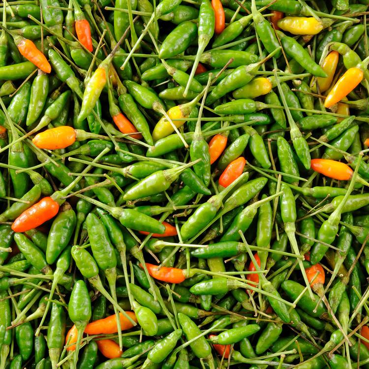Le Piment oiseau