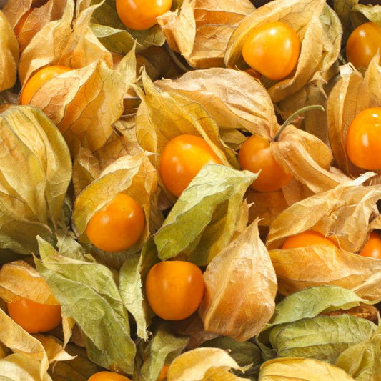 Le Physalis