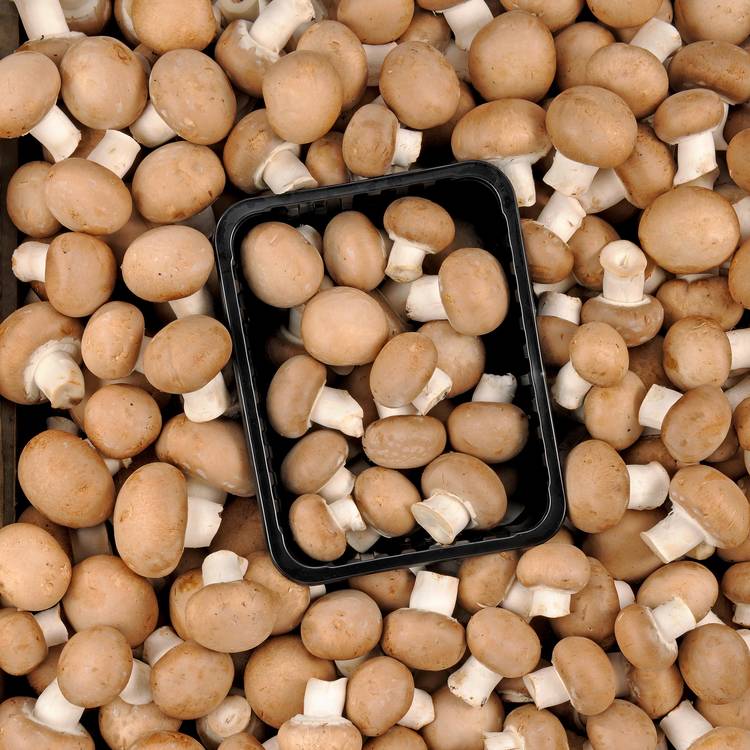 Le Champignon brun