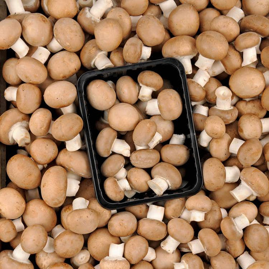 Le Champignon brun
