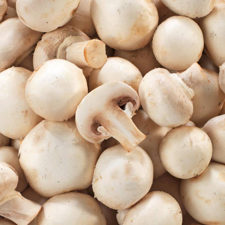 Le Champignon blanc BIO