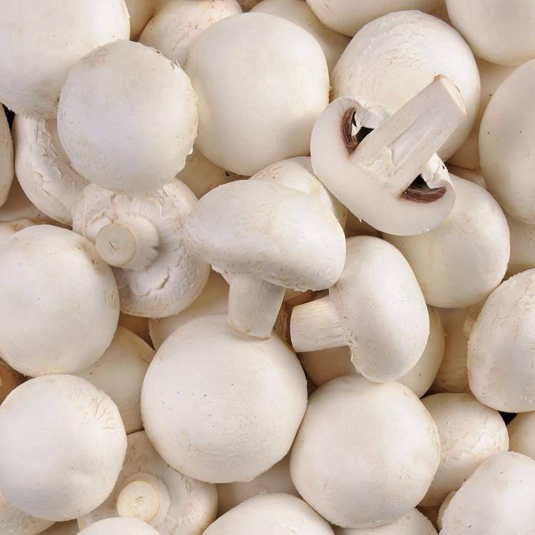 Le Champignon blanc