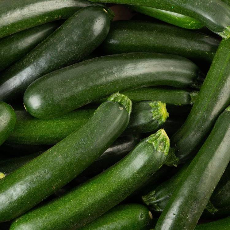 La Courgette verte BIO