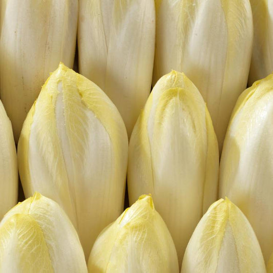 Les Endives en sachet
