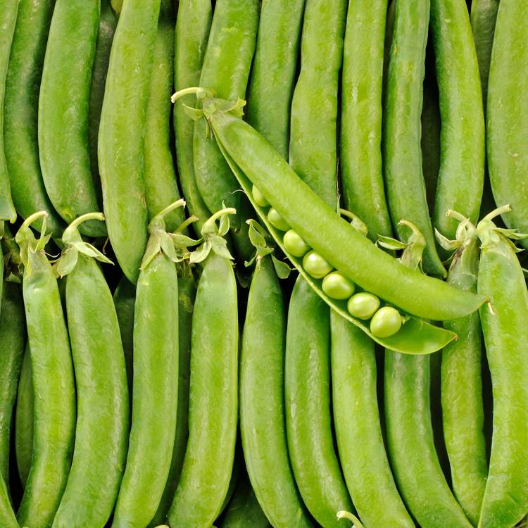 Le Petit pois BIO