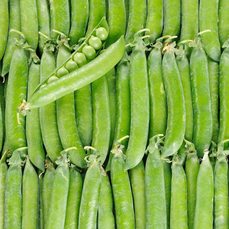 Le Petit pois