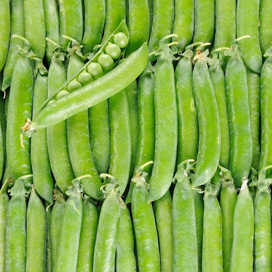 Le Petit pois