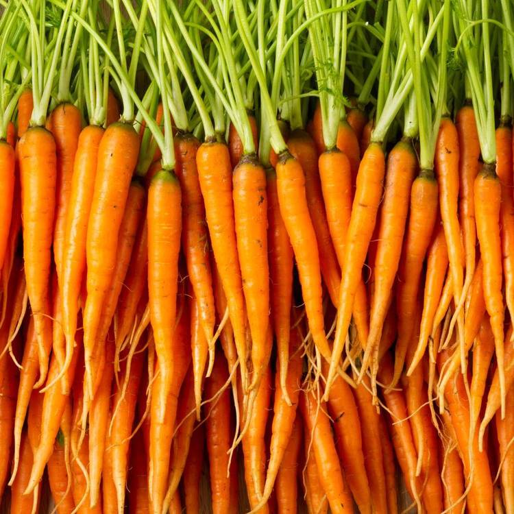 La Mini-carotte pour art culinaire
