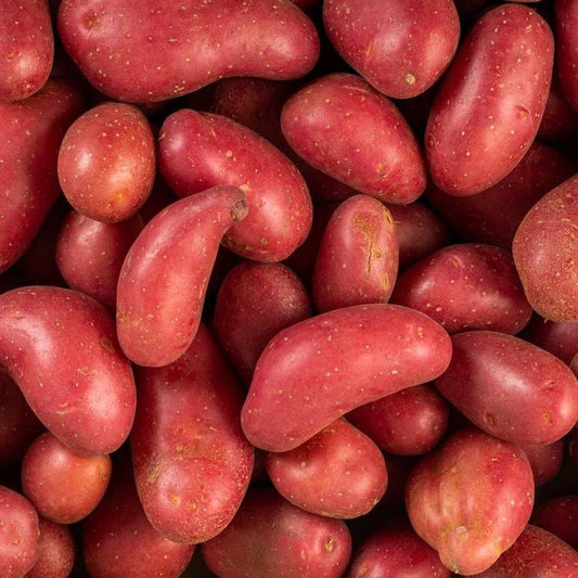 La Pomme de terre Rouge