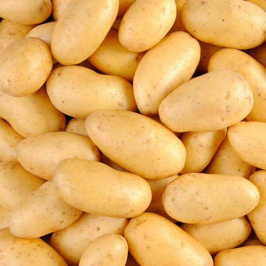 La Pomme de terre de consommation à chair ferme