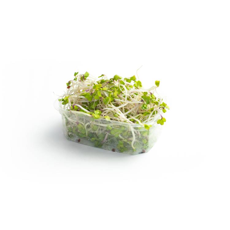 Les Graines germées d'alfalfa