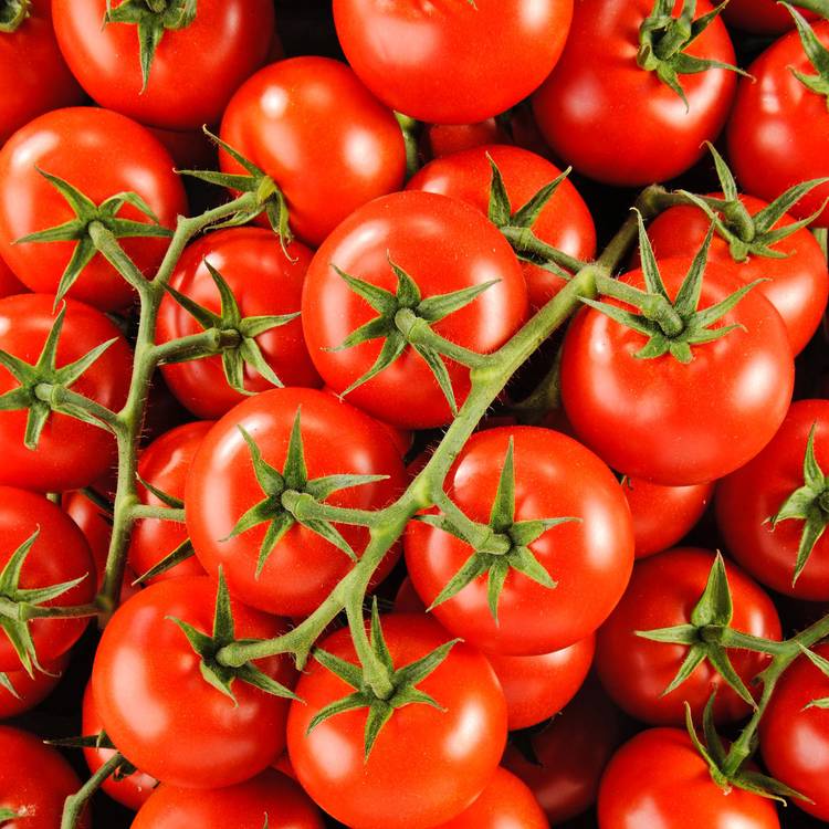 La Tomate grappe BIO