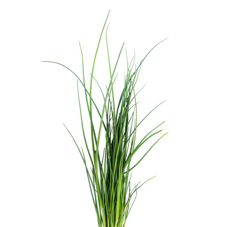 La Ciboulette en pot HVE