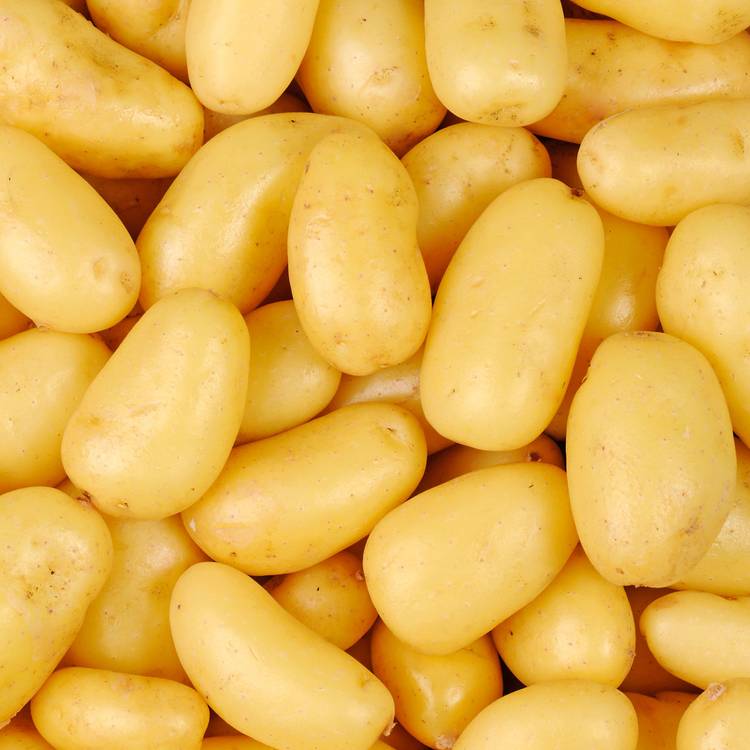 La Pomme de terre non lavée primeur BIO