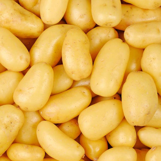 La Pomme de terre non lavée primeur BIO